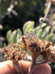 Eriodictyon traskiae smithii