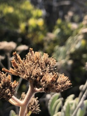 Eriodictyon traskiae smithii