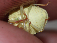 Dendrocoris reticulatus