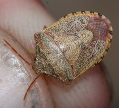 Dendrocoris reticulatus