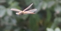 Anax ephippiger