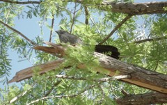 Struthidea cinerea cinerea