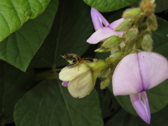 Gynandrobrotica