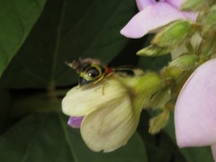 Gynandrobrotica