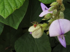 Gynandrobrotica