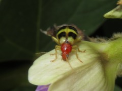Gynandrobrotica