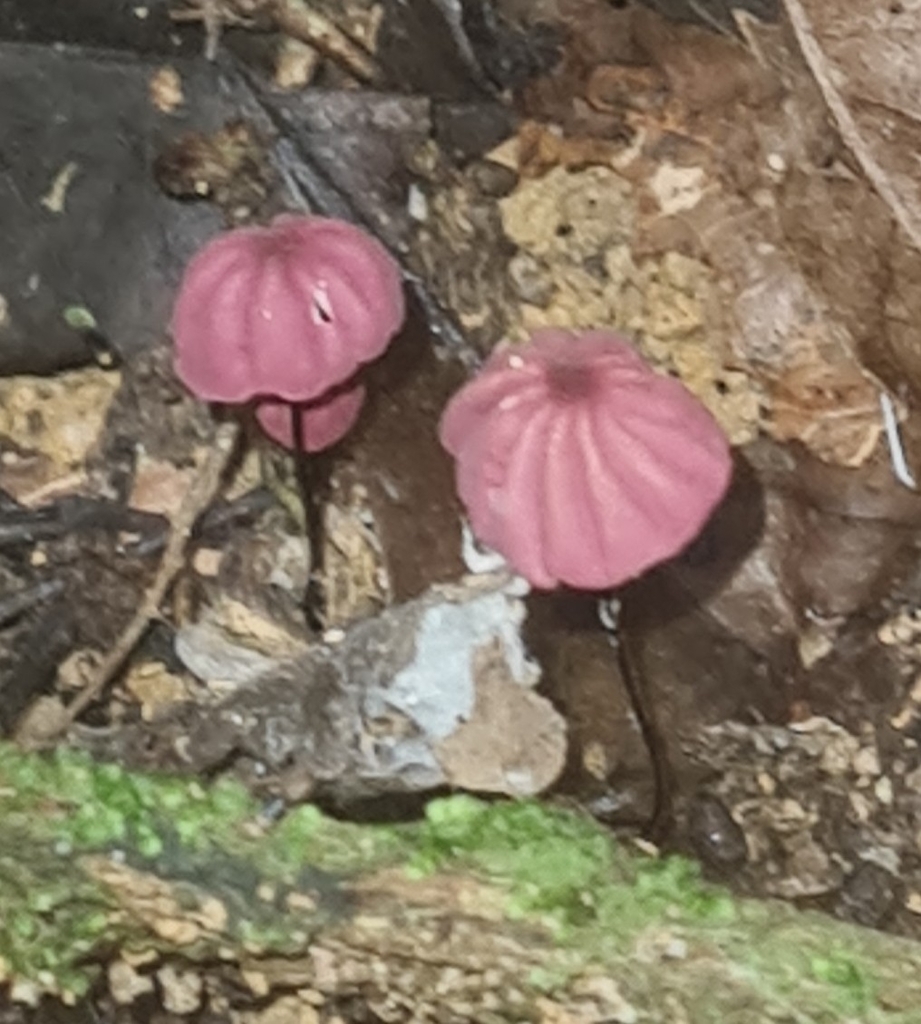 Marasmius haematocephalus · December 2021 · photo: © tiagolubiana (iNaturalist, cc0)