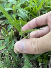 Emilia sonchifolia image