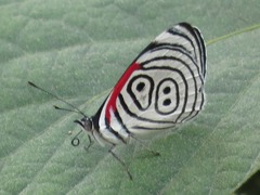 Diaethria neglecta