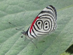 Diaethria neglecta