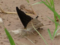 Marpesia livius