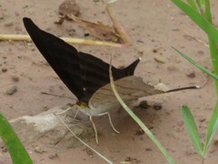 Marpesia livius