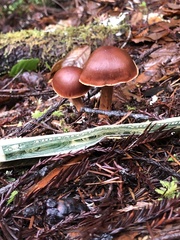 Cortinarius smithii