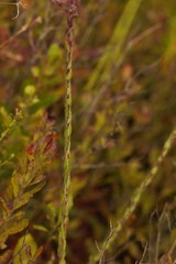Carphephorus paniculatus