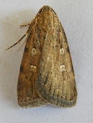 Fotella notalis