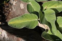 Ipomoea nitida