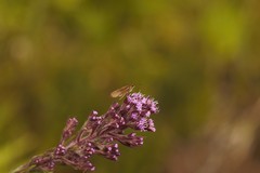Carphephorus paniculatus