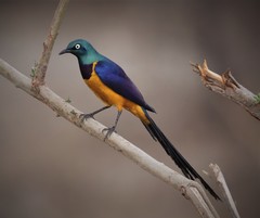 Golden-Breasted Starling photo 2