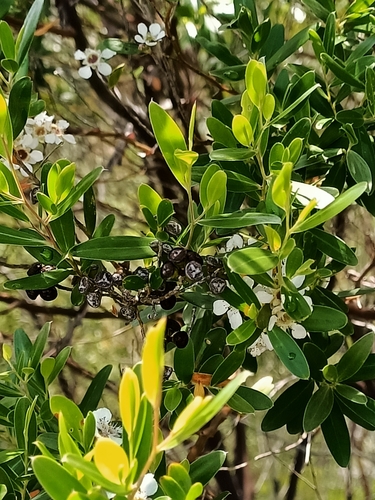 Image of Aggreflorum luehmannii by no rights reserved