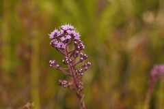 Carphephorus paniculatus