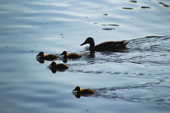 Anas platyrhynchos
