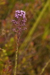 Carphephorus paniculatus