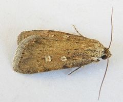 Fotella notalis