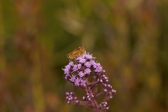 Carphephorus paniculatus