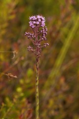 Carphephorus paniculatus