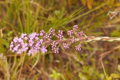 Carphephorus paniculatus