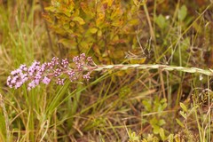 Carphephorus paniculatus