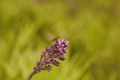 Carphephorus paniculatus