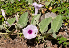 Ipomoea nitida
