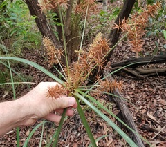 Cyperus lucidus