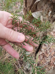 Melaleuca decora