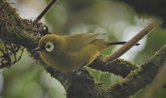 Zosterops eurycricotus