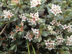 Pimelea mesoa macra