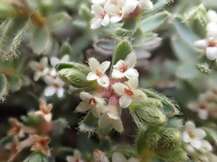 Pimelea mesoa macra