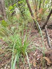 Cyperus lucidus
