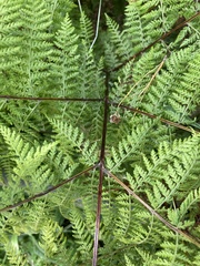 Dennstaedtia davallioides