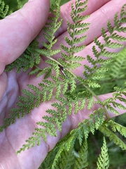 Dennstaedtia davallioides