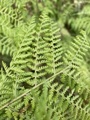 Dennstaedtia davallioides