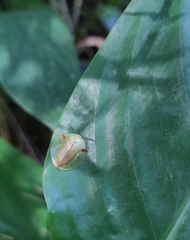 Paraselenis axillaris