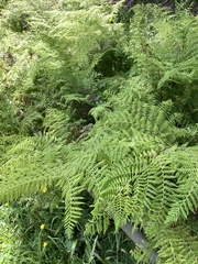 Dennstaedtia davallioides