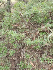 Acrotriche aggregata