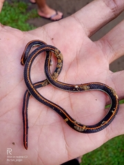 Calliophis intestinalis