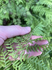 Dennstaedtia davallioides