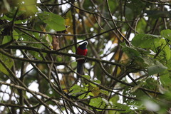Apaloderma vittatum