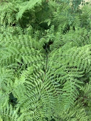 Dennstaedtia davallioides