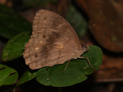 Pseudodebis valentina